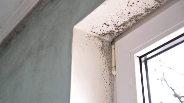 Best Commercial Mold Removal  in USA